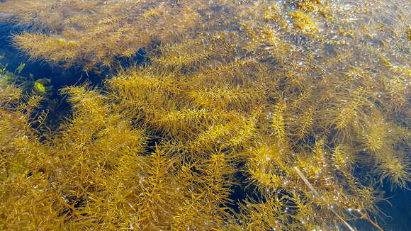 Image of Sargassum horneri