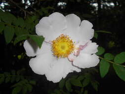 Image of chestnut rose