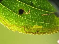 Image de Stigmella catharticella (Stainton 1853) Beirne 1945