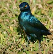 Image of Burchell's Glossy-Starling