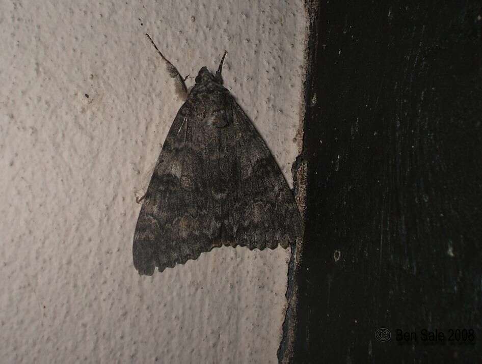 Image of red underwing