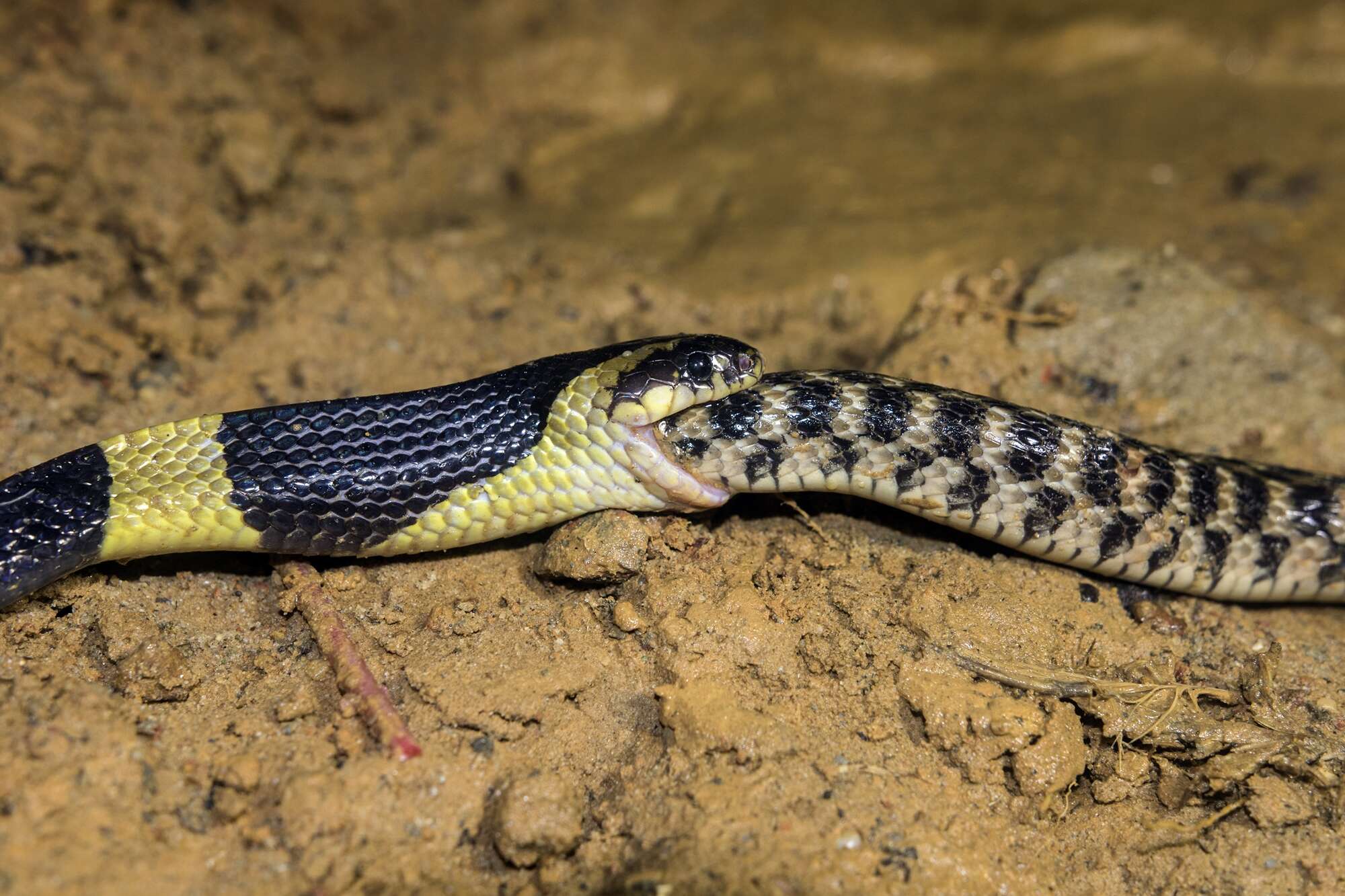 Image of Checkered Keelback Snake