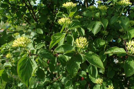 Image of Cornus darvasica (Pojark.) Pilip.