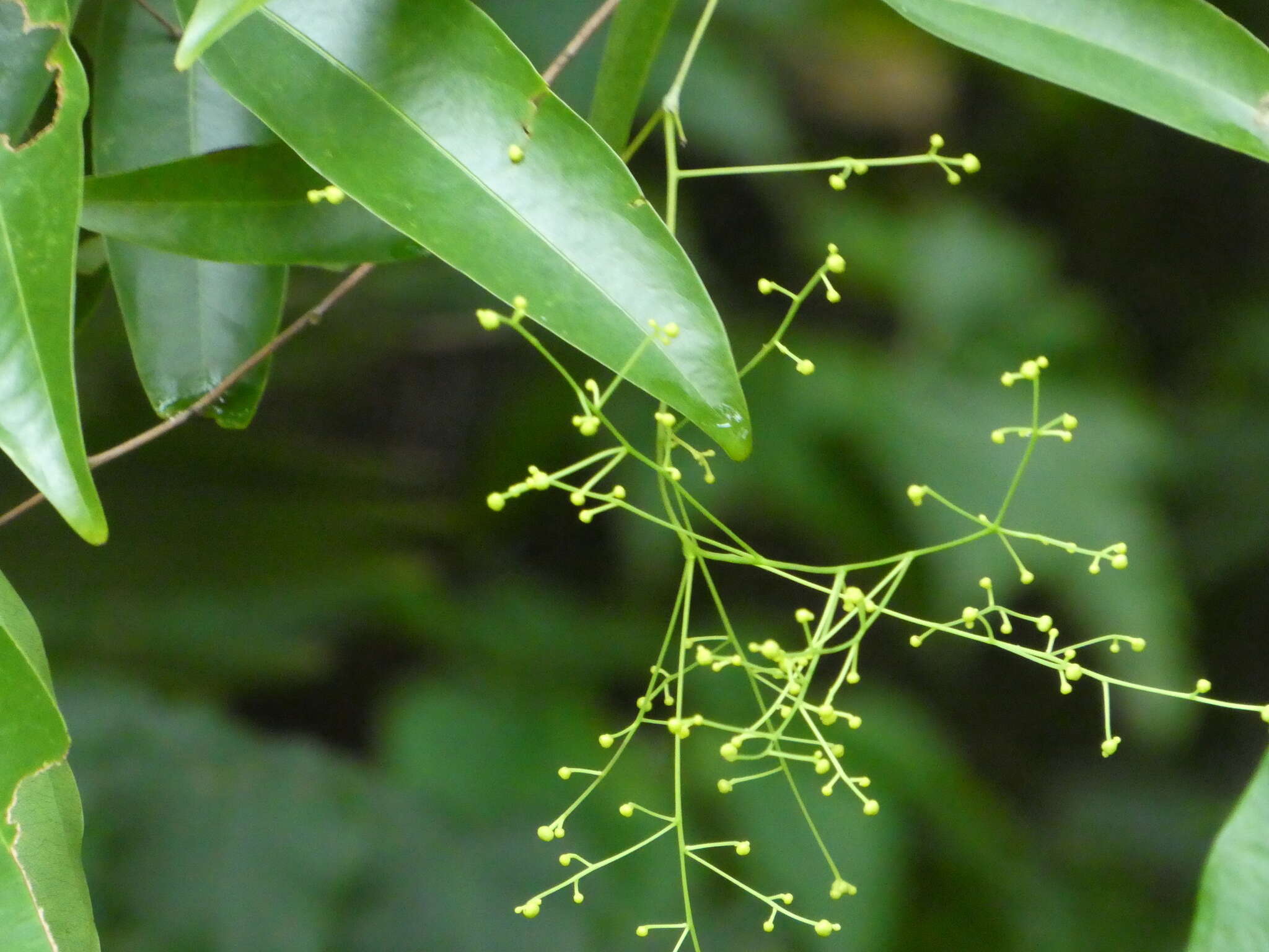 Image of Hypserpa laurina (F. Müll.) Diels