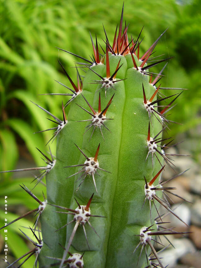 Image de Echinopsis pachanoi (Britton & Rose) H. Friedrich & G. D. Rowley