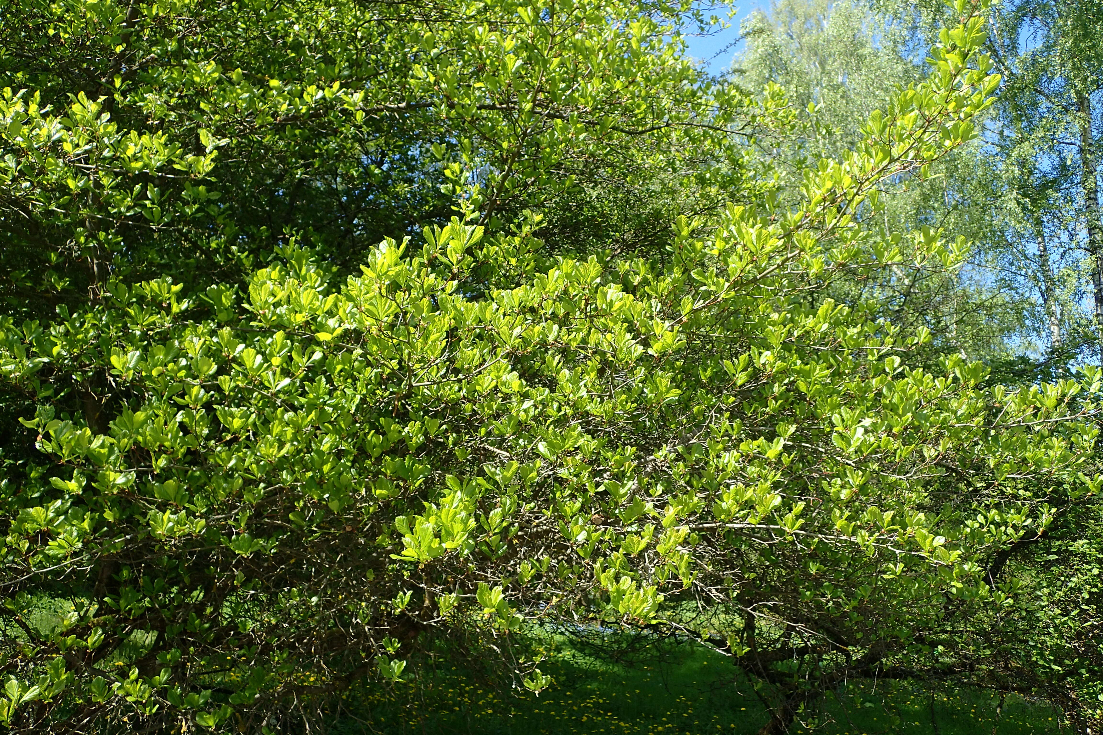 Image of plumleaf hawthorn