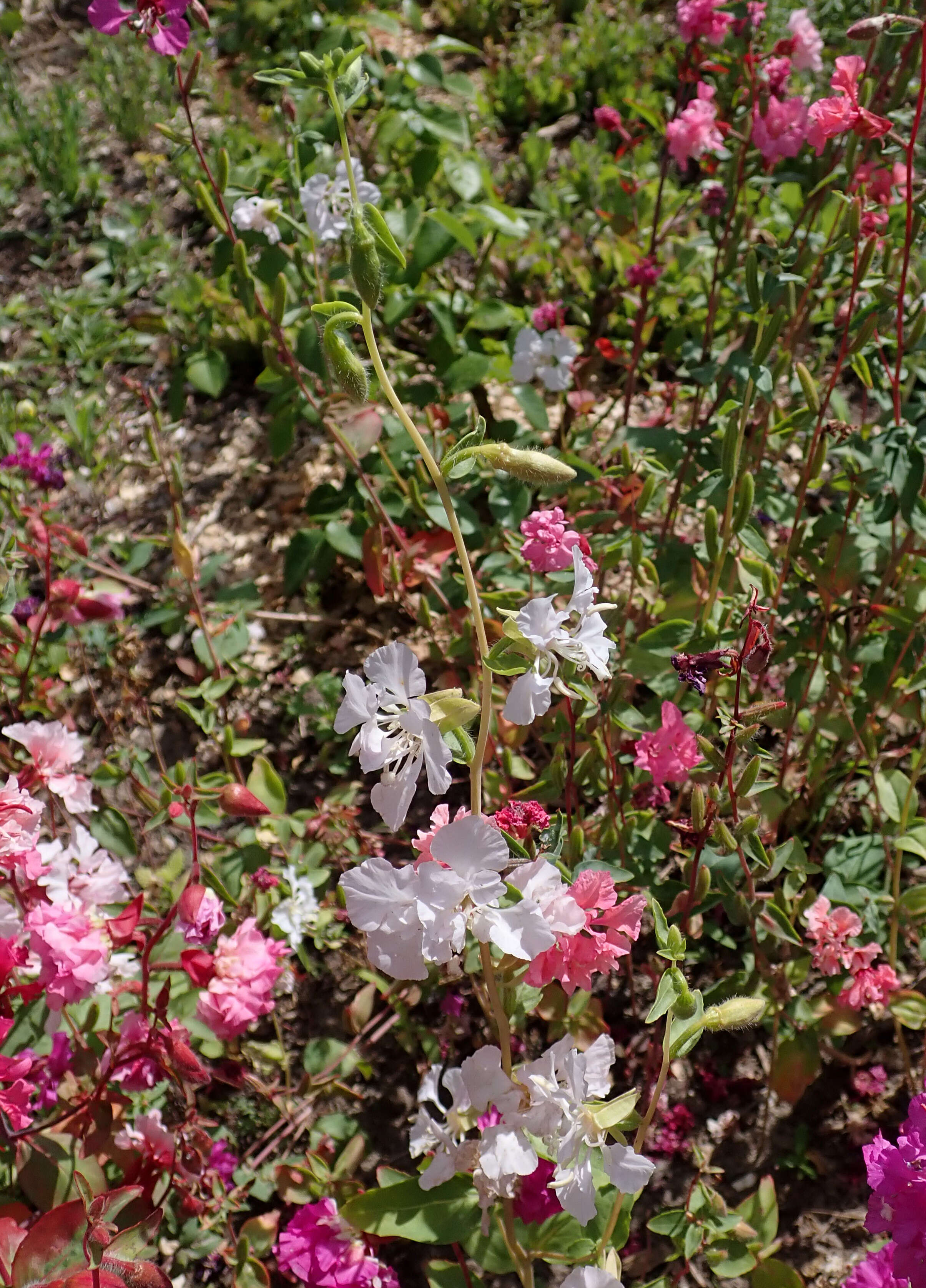 Image of elegant clarkia