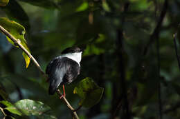 Image of White-bearded Manakin