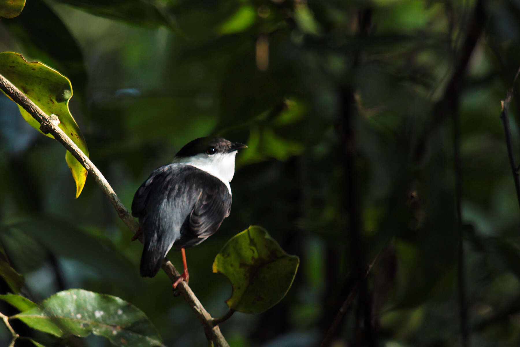 Image of White-bearded Manakin