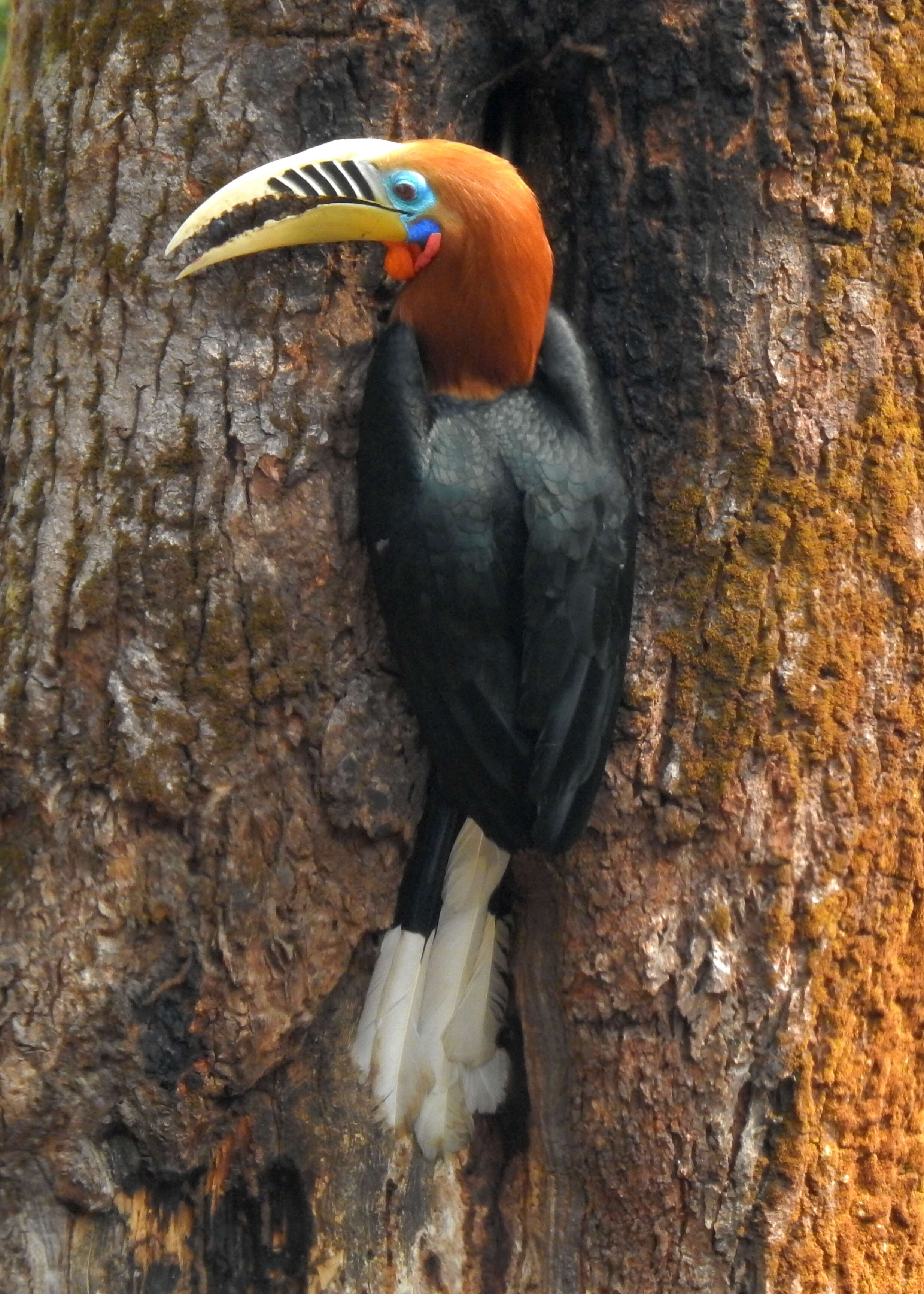 Image of Rufous-cheeked Hornbill