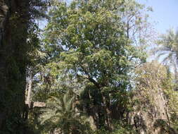 Image of beadtree