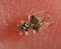 Image of Oak Lace Bug