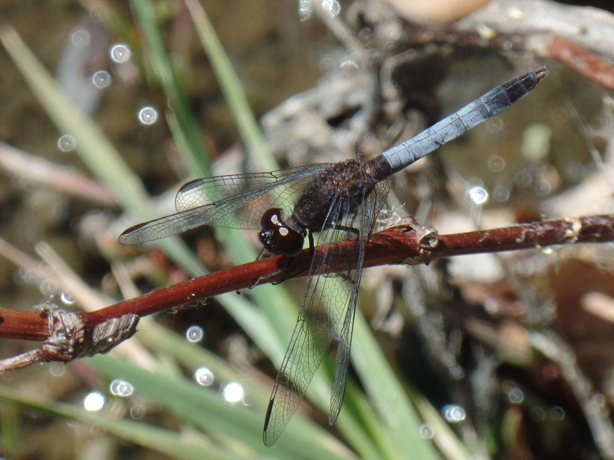 Sivun Erythrodiplax basifusca (Calvert 1895) kuva