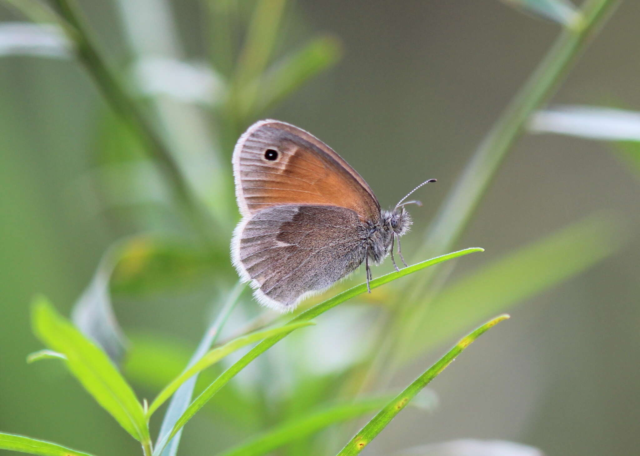 Image of Coenonympha california Westwood (1851)