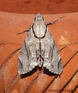 Image of Gray hawk moth