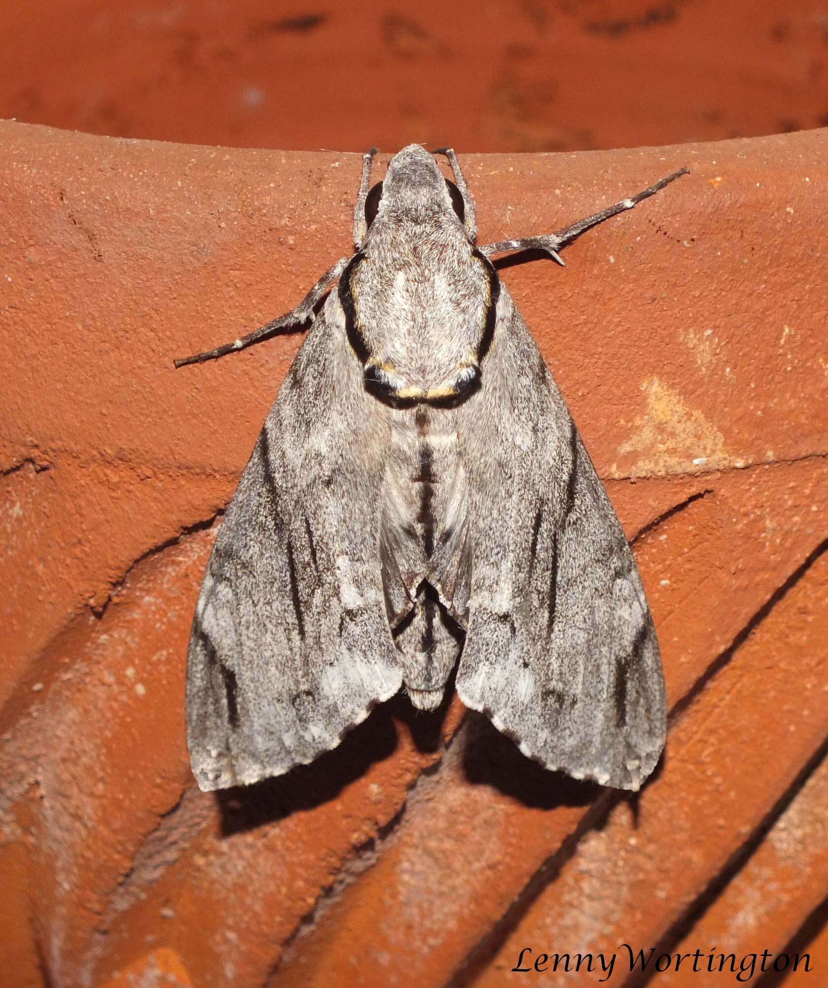 Image of Gray hawk moth