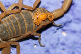 Image of Arizona Bark Scorpion