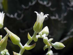Image of white-flowered liveforever