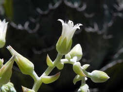 Dudleya albiflora Rose ex Britton & Rose的圖片