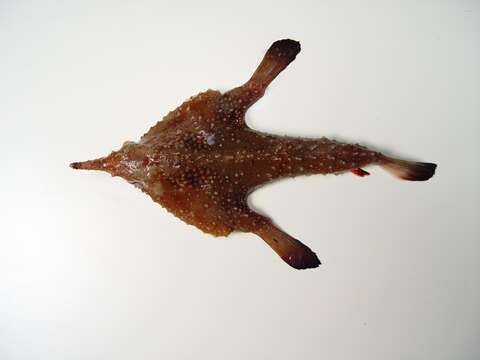 Image of Dwarf Batfish