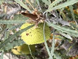 Image of Banksia pilostylis C. A. Gardner