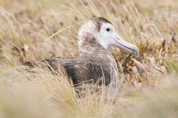 Amsterdam albatrosu resmi