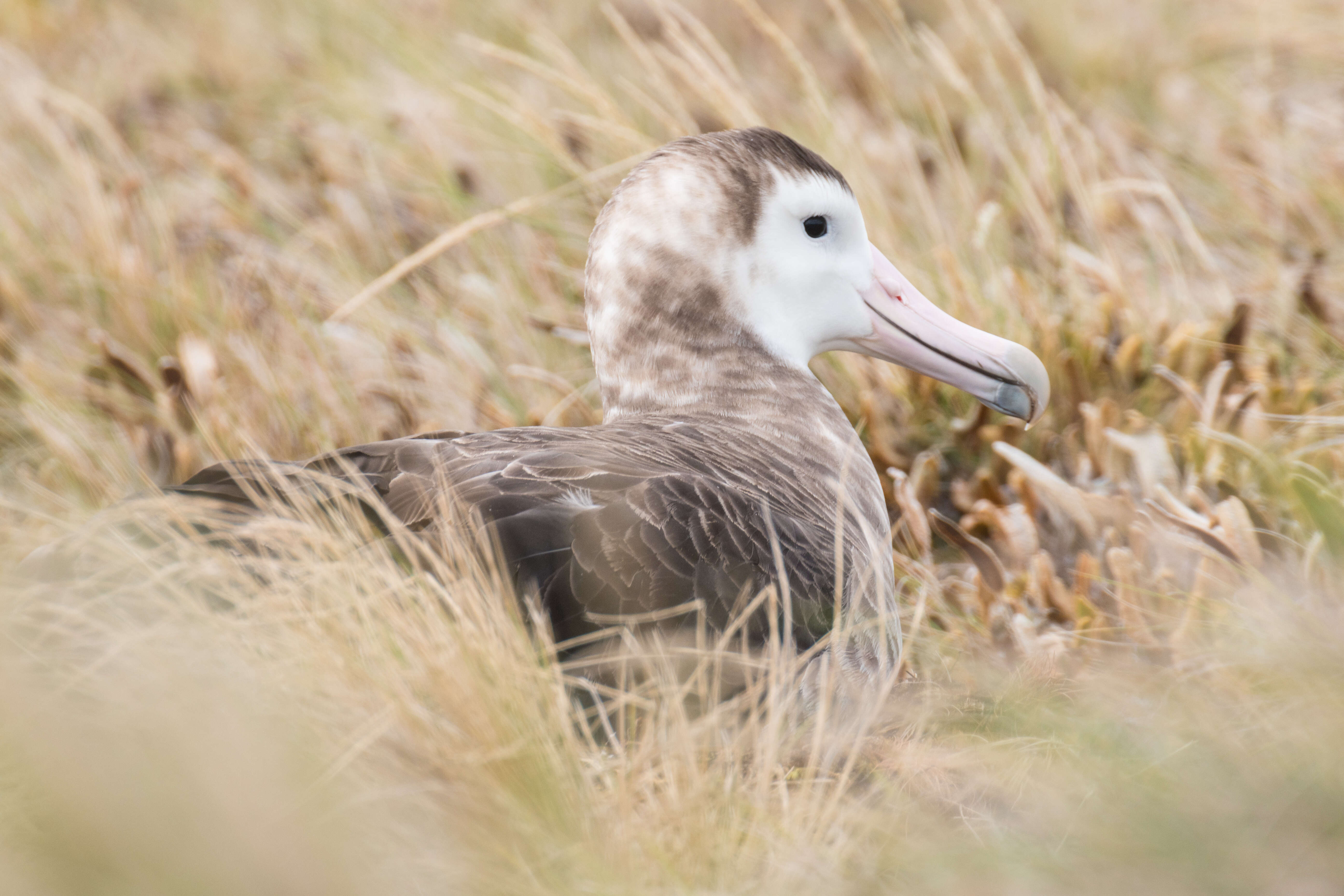 Image of Amsterdam Albatross