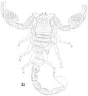 Image of Scorpiops langxian Qi, Zhu & Lourenço 2005