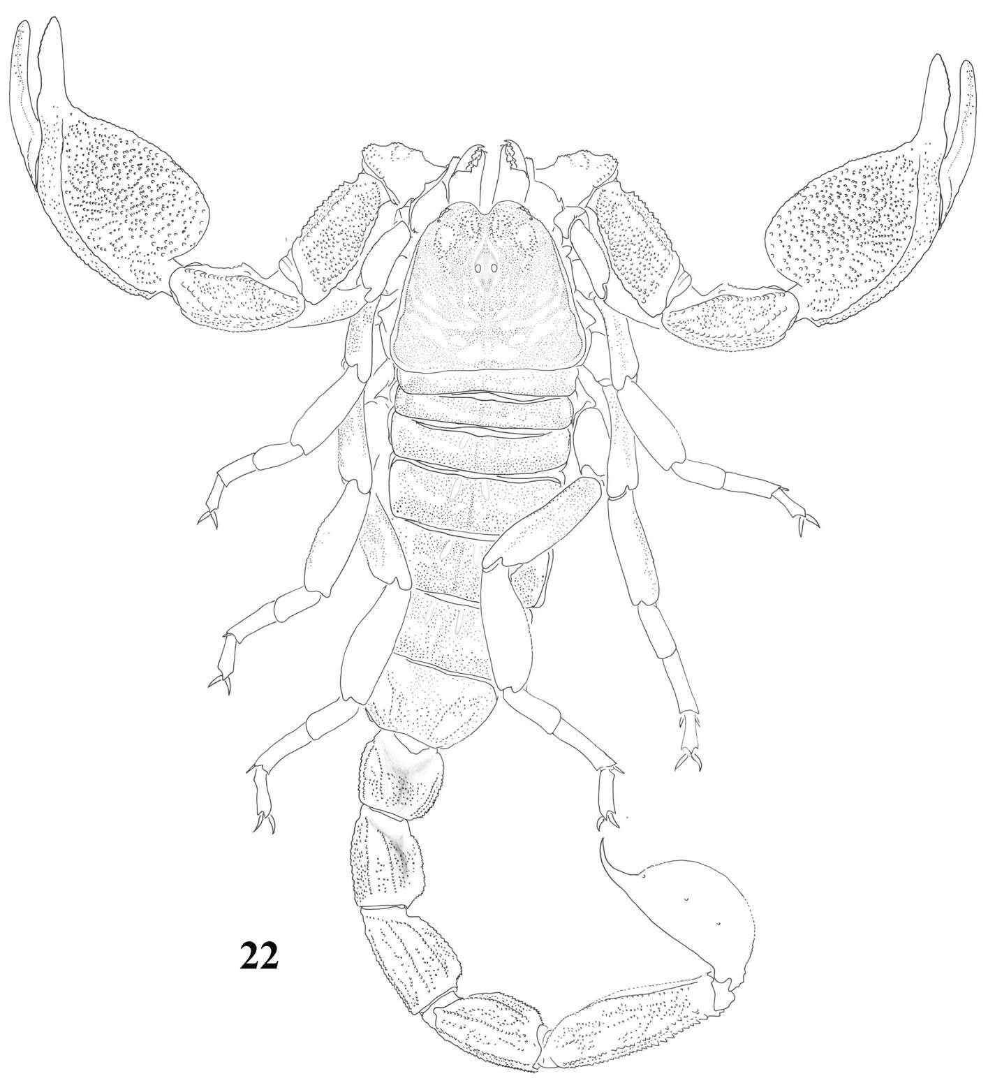 Image of Scorpiops langxian Qi, Zhu & Lourenço 2005