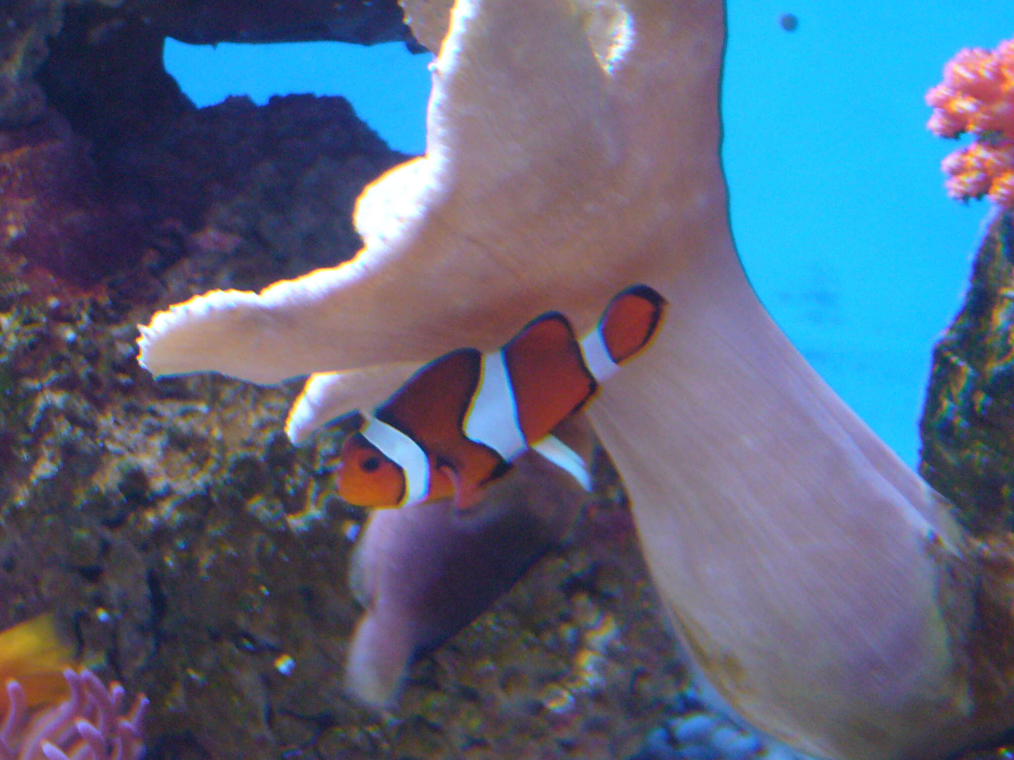 Image of Common clownfish