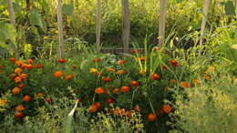 Tagetes erecta L. resmi