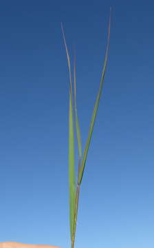 Image of Golden velvet grass