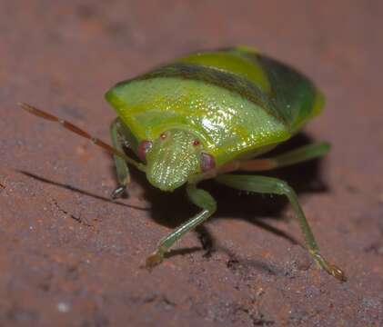 Image of Stink Bug