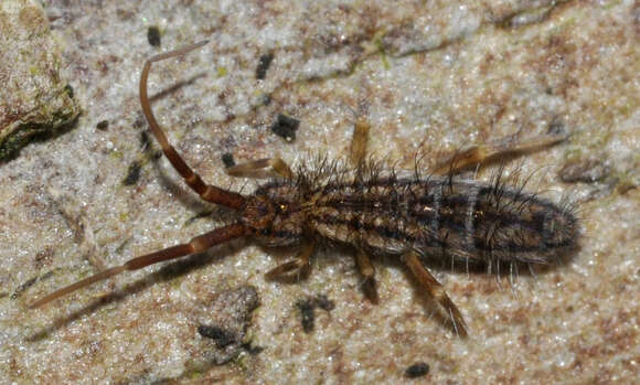 Orchesella quinquefasciata (Bourlet 1842)的圖片