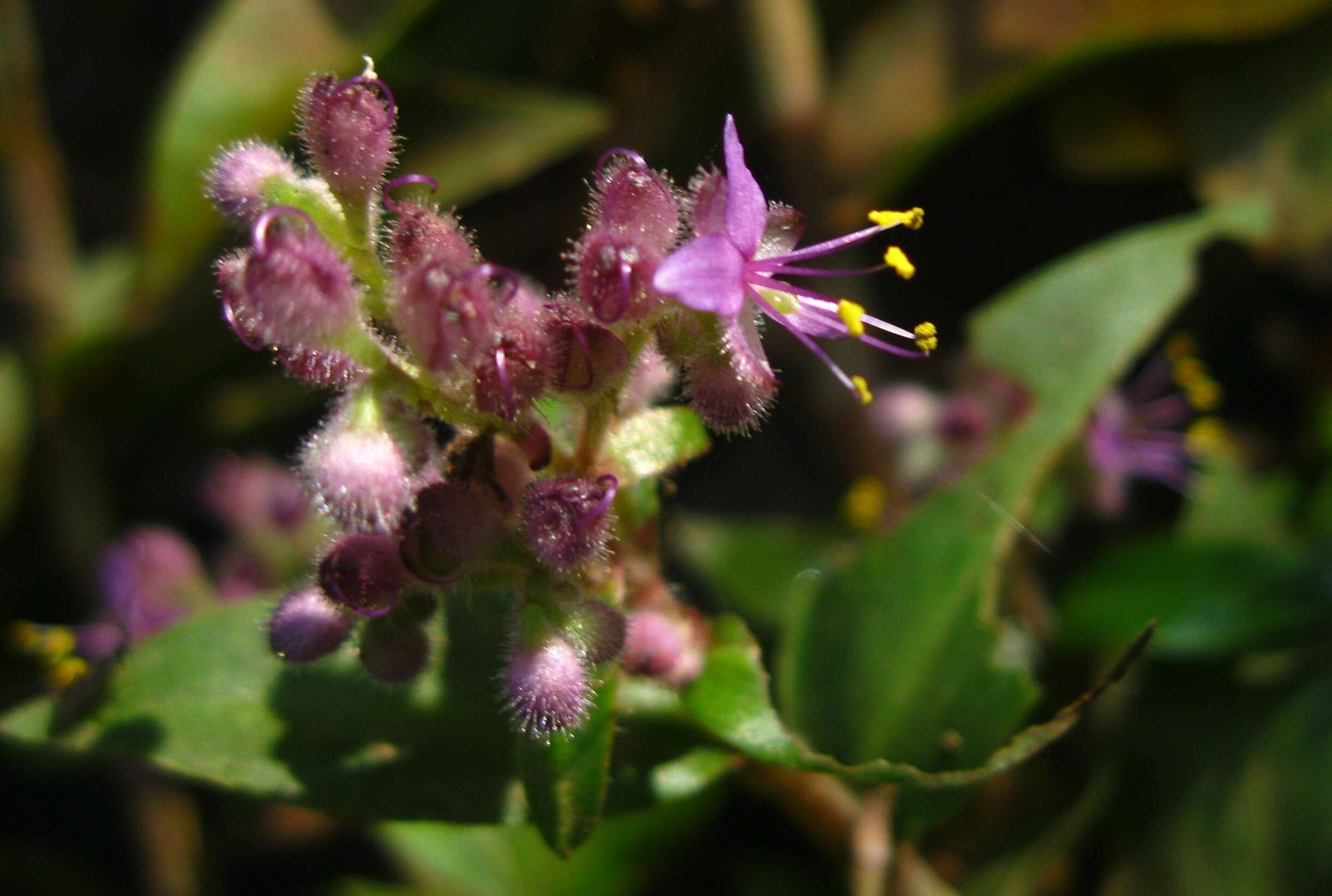Image of Climbing Flower Cup