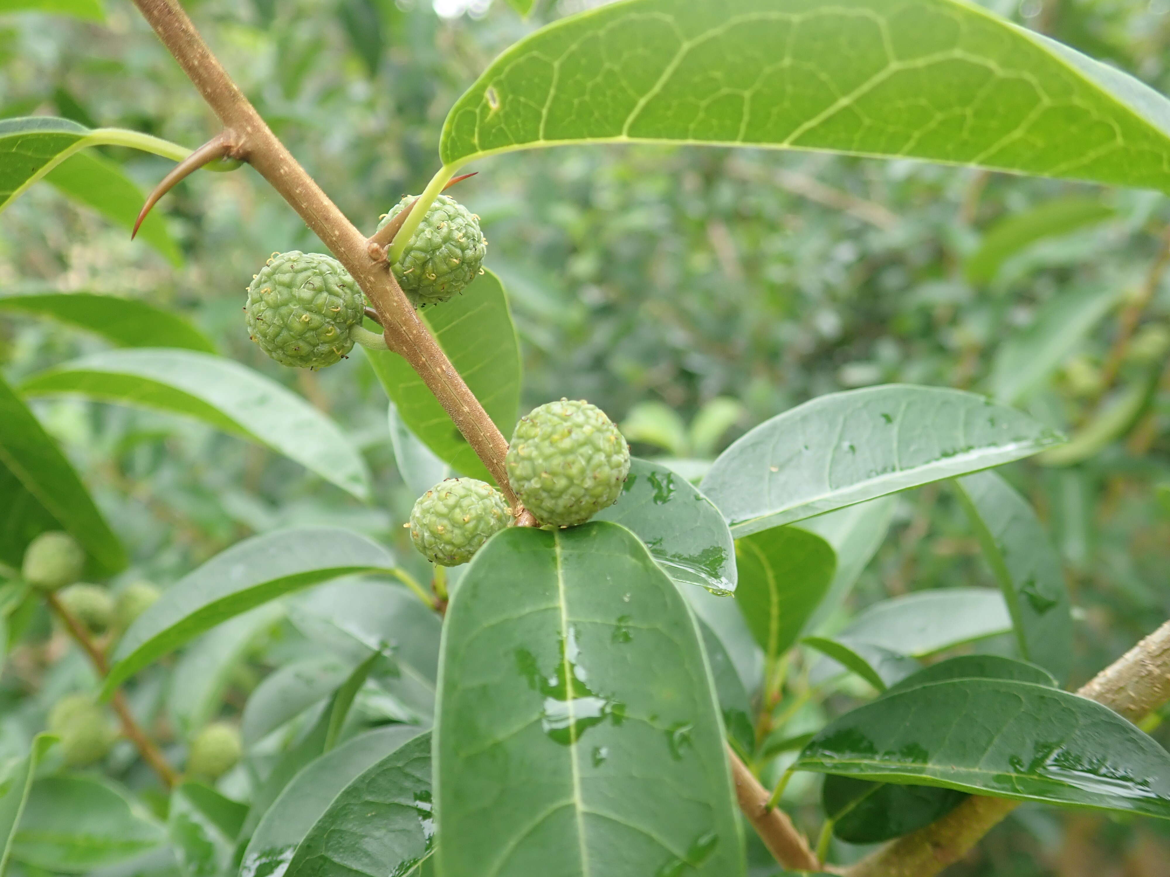 Image of Cudrania cochinchinensis (Lour.) Yakuro Kudo & Masamune