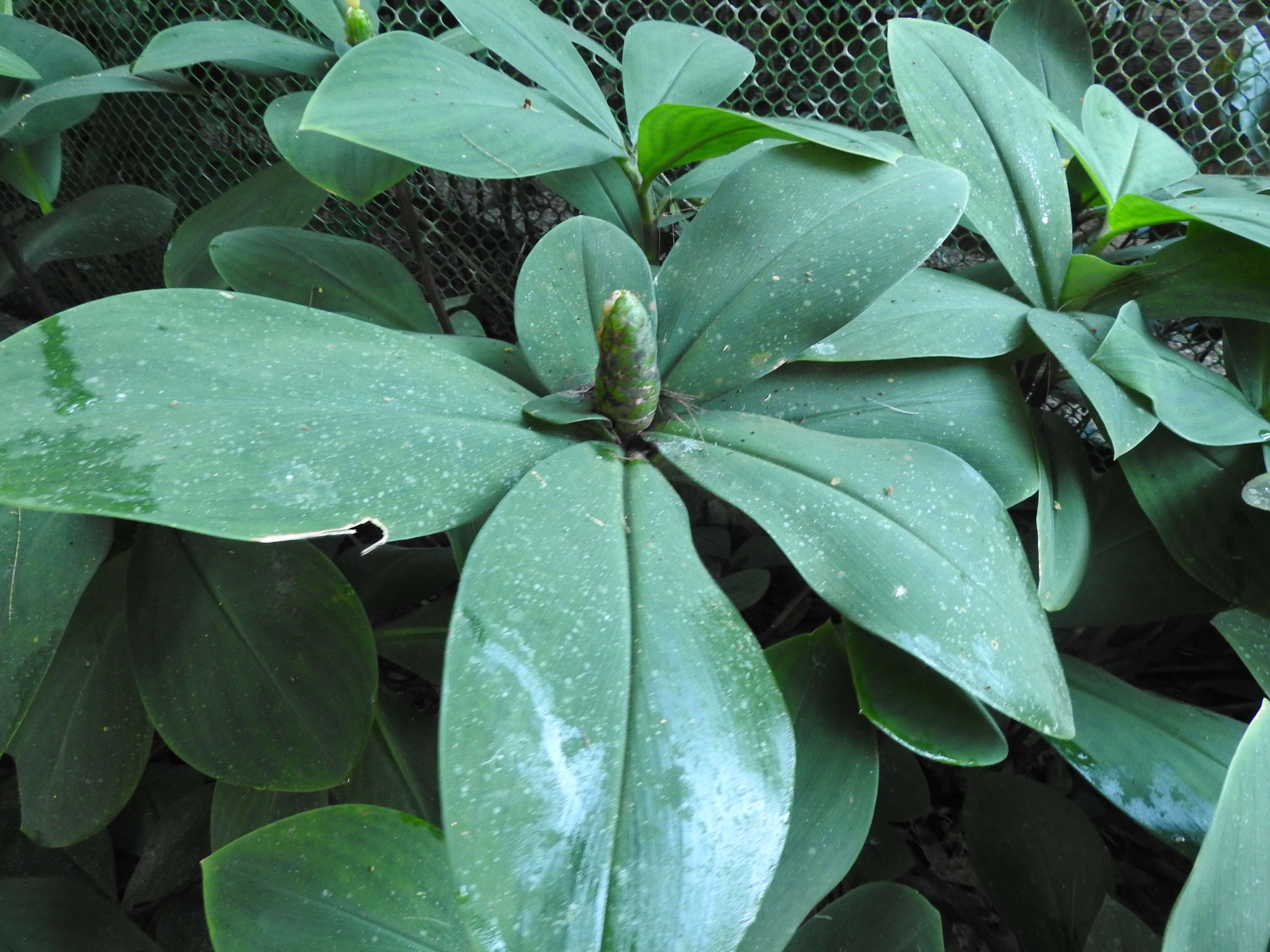 Image of stepladder ginger