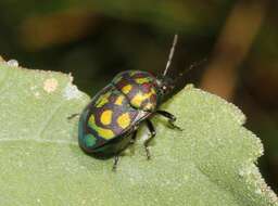 Image of Orsilochides variabilis (Herrich-Schaeffer 1837)