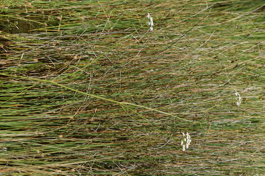 Image of parsley water-dropwort