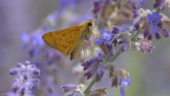 Image of Hylephila phyleus