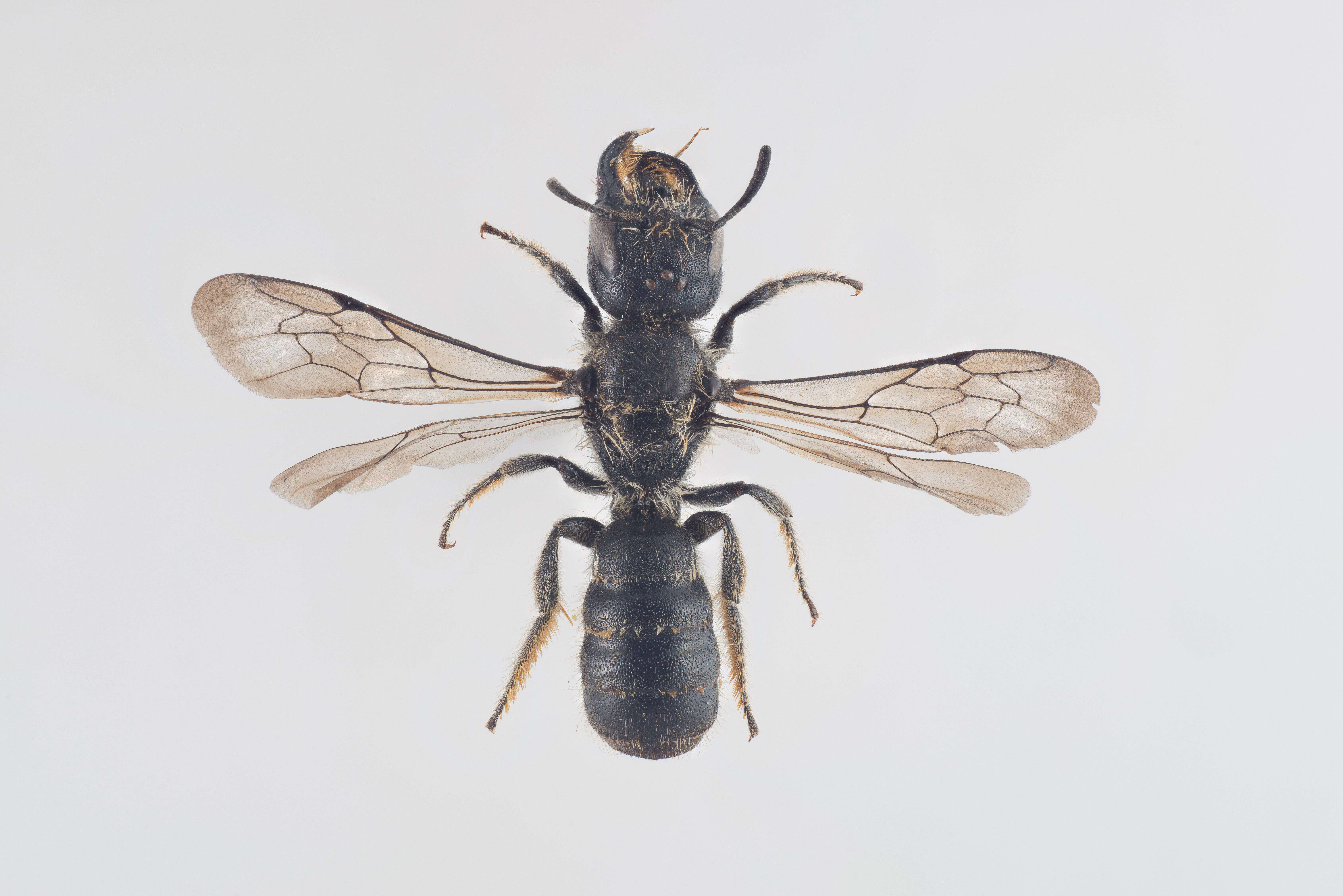 Image of Chelostoma florisomne (Linnaeus 1758)