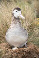 Image of Amsterdam Albatross