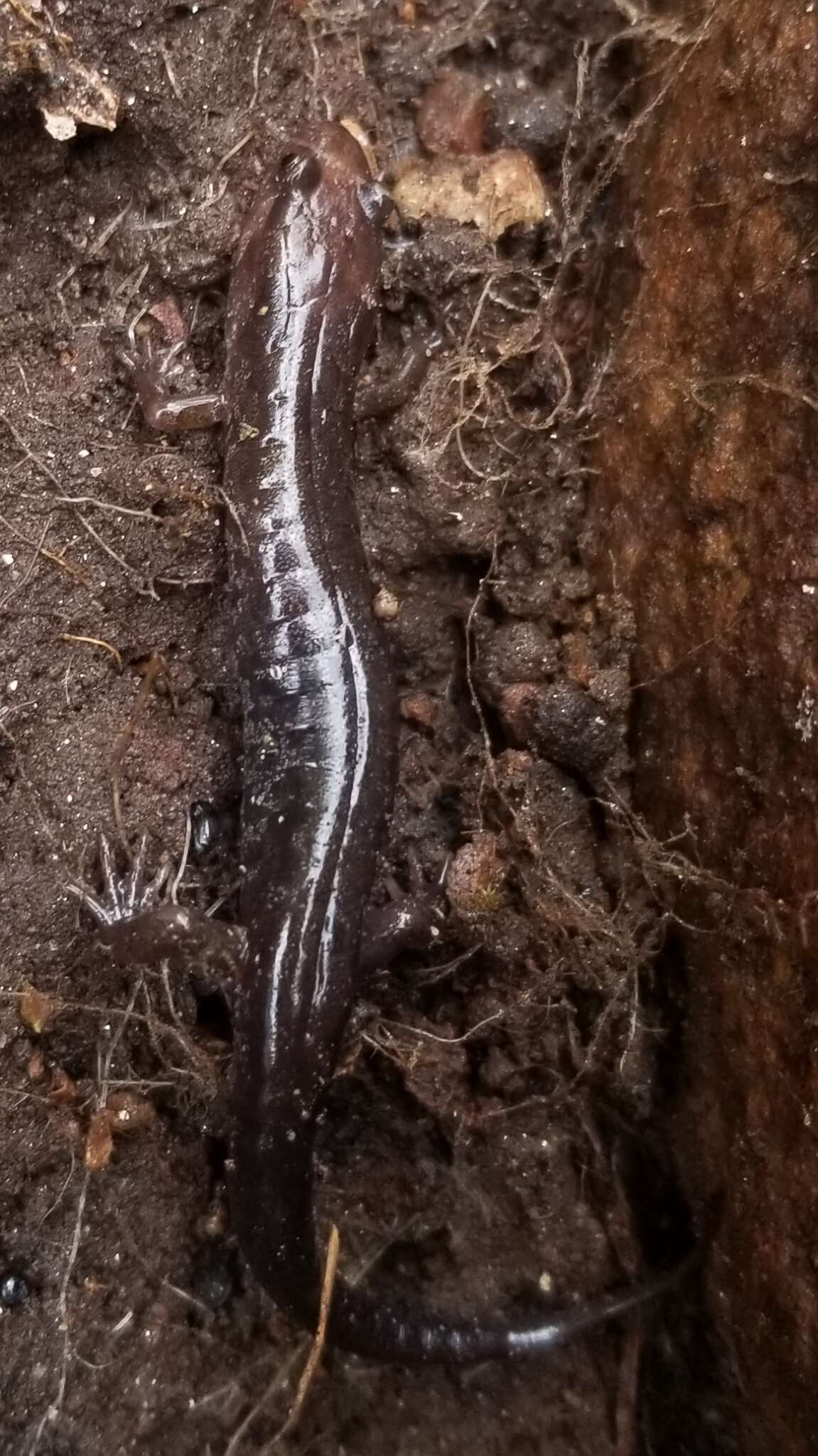 Image of Carolina mountain dusky salamander