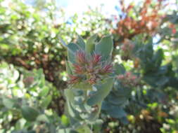 Слика од Arctostaphylos auriculata Eastw.