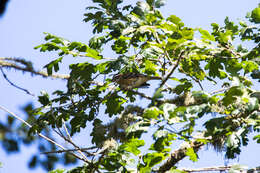 Image of Black-headed Grosbeak