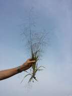 Image of witch grass