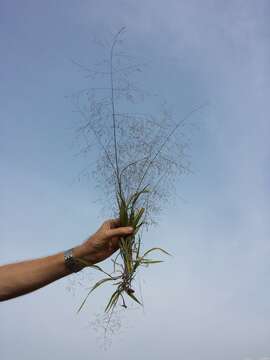 Imagem de Panicum capillare L.