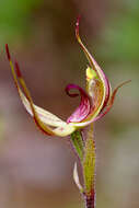 Image of Caladenia leptochila Fitzg.