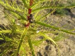 Image of Roridula dentata L.