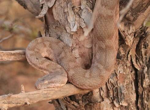 Imagem de Daboia mauritanica